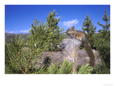 Least Chipmunk On Small Log Showing Habitat, Wyoming, Usa by Mark Hamblin Pricing Limited Edition Print image