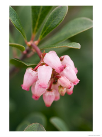 Arctostaphylos Uva-Ursi, Vancouver Jade by Geoff Kidd Pricing Limited Edition Print image