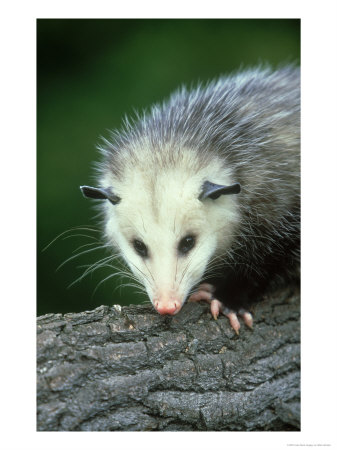 Opossum, Didelphis Marsuplalis Close-Up Portrait by Mark Hamblin Pricing Limited Edition Print image