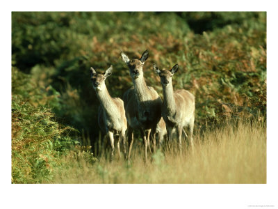 Red Deer, Cervus Elephus Hinds Leics by Mark Hamblin Pricing Limited Edition Print image