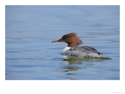 Goosander, Female On Water, Lake Geneva, Switzerland by Elliott Neep Pricing Limited Edition Print image