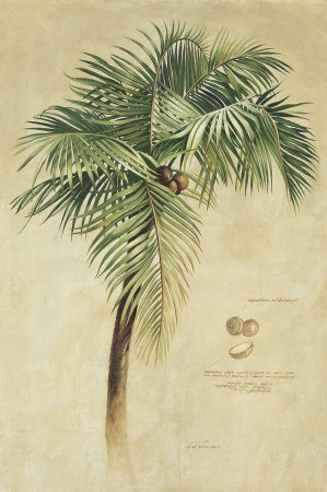 Tropical Coconut Palm by Fabrice De Villeneuve Pricing Limited Edition Print image