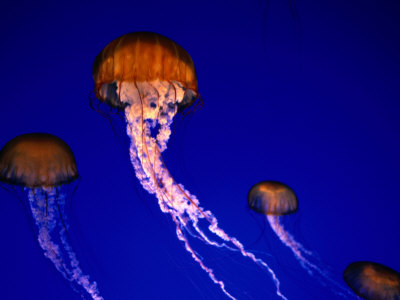 Jellyfish In Monterey Bay Aquarium, Monterey Bay, Usa by John Elk Iii Pricing Limited Edition Print image