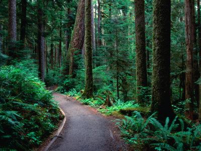 Trail In Rainforest Olympic National Park, Washington, Usa by Rob Blakers Pricing Limited Edition Print image