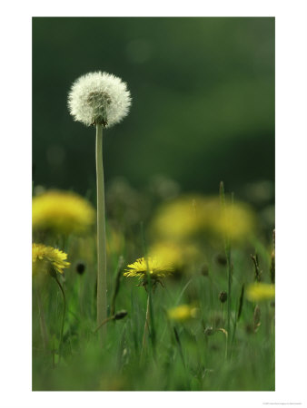 Common Dandelion, Seed Head Among Flowers, Uk by Mark Hamblin Pricing Limited Edition Print image