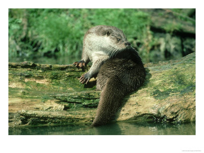 European Otter, Shows Webbed Feet, Uk by Mark Hamblin Pricing Limited Edition Print image
