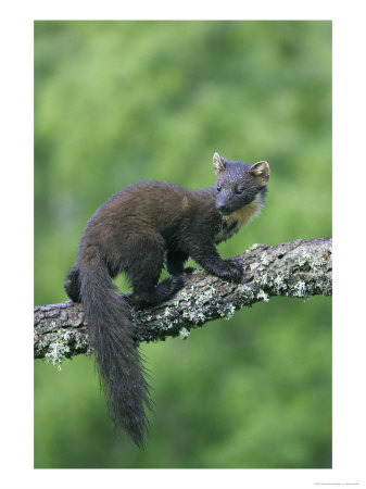 Pine Marten, Young On Branch, Uk by Mark Hamblin Pricing Limited Edition Print image