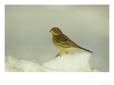 Yellowhammer, Emberiza Citrinella Female Perched In Snow Strathspey, Scotland by Mark Hamblin Pricing Limited Edition Print image