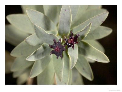 Euphorbia Glauca, Stewart Island, New Zealand by Bob Gibbons Pricing Limited Edition Print image