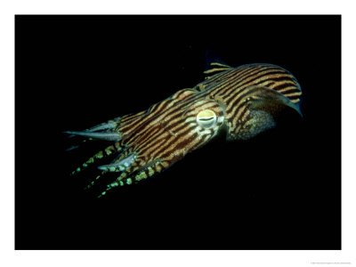 Pin-Stripe Squid, Edithburgh, Australia by Karen Gowlett-Holmes Pricing Limited Edition Print image
