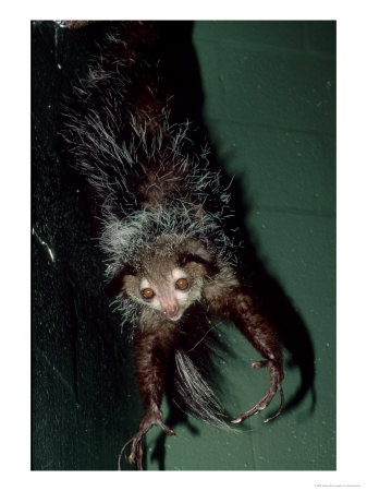 Aye-Aye, Animal Dangling From Feet, Duke University Primate Center by David Haring Pricing Limited Edition Print image