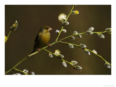 Greenfinch by Mark Hamblin Pricing Limited Edition Print image