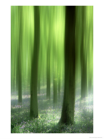 Impressions Of A Bluebell Woodland, May, Spring Scotland, U K by Mark Hamblin Pricing Limited Edition Print image