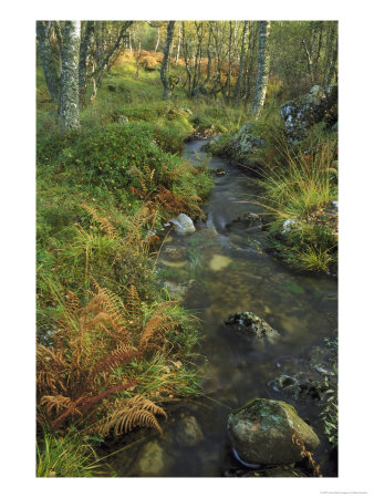 Stream Through Birch Woods In Autumn, Scotland by Mark Hamblin Pricing Limited Edition Print image