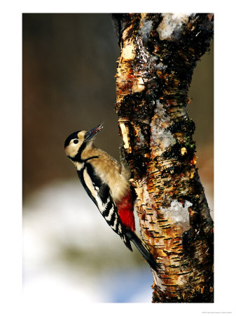 Great Spotted Woodpecker by Mark Hamblin Pricing Limited Edition Print image