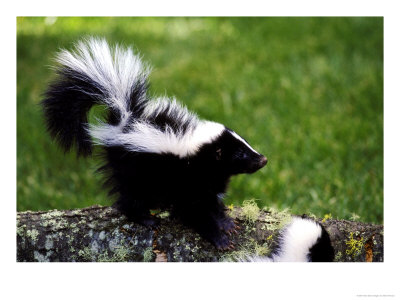 Striped Skunkmephitis Mephitismontana, Usa by Brian Kenney Pricing Limited Edition Print image