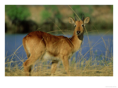 Puku, Young Male, Botswana by Hilary Pooley Pricing Limited Edition Print image