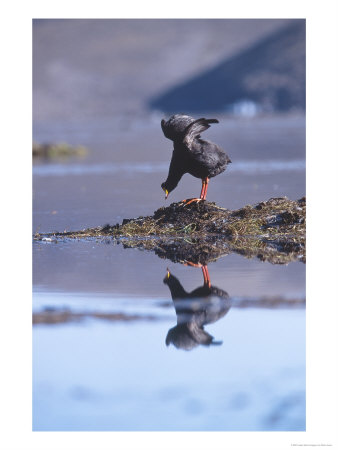 Giant Coot, Building Floating Nest, Lauca National Park, Chile by Mark Jones Pricing Limited Edition Print image
