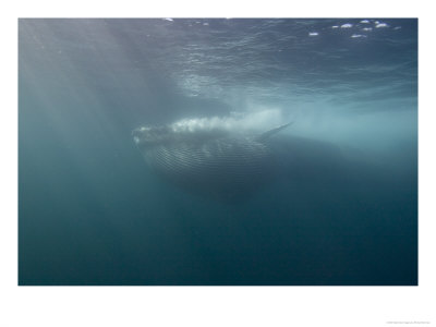 Fin Whale, Feeding On Krill, Baja California, Pacific Ocean by Richard Herrmann Pricing Limited Edition Print image