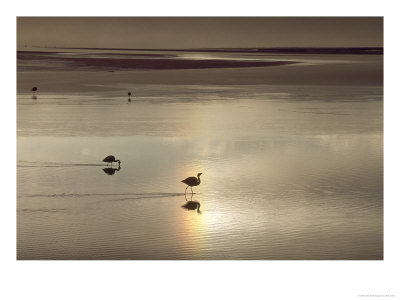 Jamess Flamingo In High Altitude Lake At Sunrise, Laguna Colorada, Bolivia by Mark Jones Pricing Limited Edition Print image