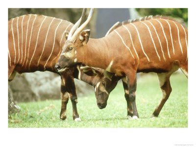 Bongo, Courting Pair, Zoo Animal by Stan Osolinski Pricing Limited Edition Print image
