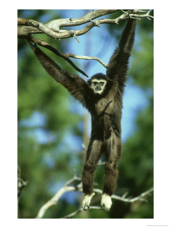 White-Handed Gibbon, Hylobates Lar S. Asia & Sumatra by Brian Kenney Pricing Limited Edition Print image
