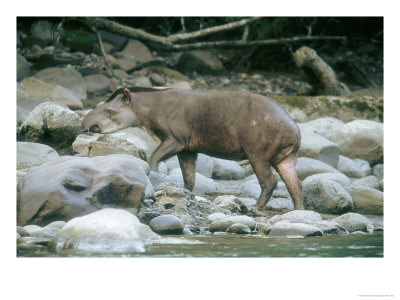 Lowland Tapir, Frequenting Mineral Seep, Yanachaga-Chemellin National Park, Peru by Mark Jones Pricing Limited Edition Print image