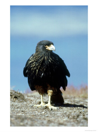 Striated Caracara, Falkland Isles by Rick Price Pricing Limited Edition Print image
