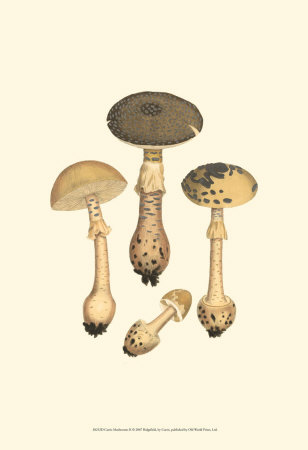 Curtis Mushrooms Ii by Samuel Curtis Pricing Limited Edition Print image
