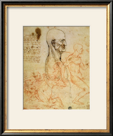 Anatomical Studies, Circa 1500-07 by Leonardo Da Vinci Pricing Limited Edition Print image