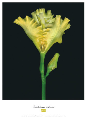 Yellow Iris by Joson Pricing Limited Edition Print image