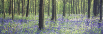 Woodland Wildflowers by Peter Adams Pricing Limited Edition Print image