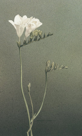 Freesia I by Kory Fluckiger Pricing Limited Edition Print image
