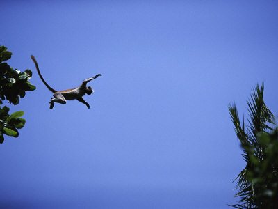 Zanzibar Red Colobus Monkey Leaping Between Trees, Jozani Forest, Zanzibar by Anup Shah Pricing Limited Edition Print image
