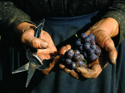 Hands Holding Muscatel Grapes And Shears, Czechoslovakia by James P. Blair Pricing Limited Edition Print image