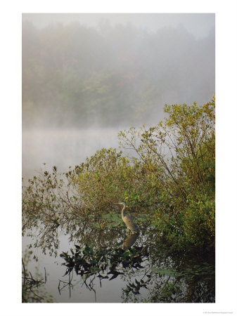 Great Blue Heron Waits For Breakfast Near The Appalachian Trail, Lake Hebron, Maine by Sam Abell Pricing Limited Edition Print image