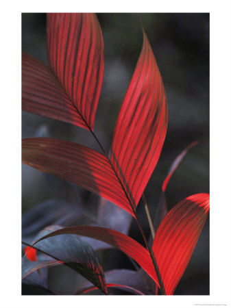 Sunlight Illuminates The Red Leaves Of A Plant In Ecuador by Michael Nichols Pricing Limited Edition Print image
