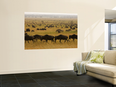 Western White-Bearded Wildebeest Herd, Grumeti by Adrian Bailey Pricing Limited Edition Print image