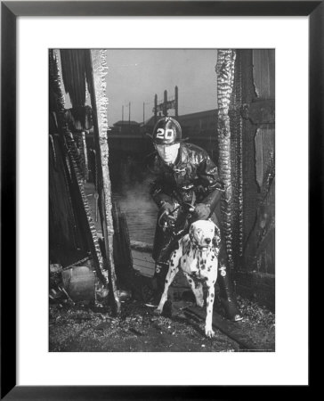 Jack W. Weydt Of The Boston Fire Department Training Dalmatian Bingo Bango In War Rescue Tasks by Alfred Eisenstaedt Pricing Limited Edition Print image