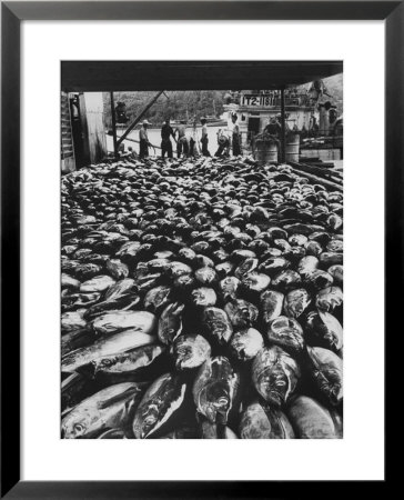 Tuna Being Unloaded From Boats At Van Camp Tuna Co. Cannery In American Samoa by Carl Mydans Pricing Limited Edition Print image
