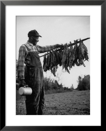 Tobacco Farmer Holding Dried Tobacco Leaves by Peter Stackpole Pricing Limited Edition Print image