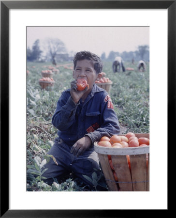 Boy Wearing An Old Scout Shirt, Eating Tomato During Harvest On Farm, Monroe, Michigan by John Loengard Pricing Limited Edition Print image
