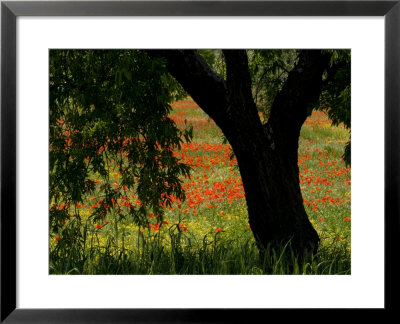 Common Poppies Flowering, Huesca Province, Aragon Region, Spain by Inaki Relanzon Pricing Limited Edition Print image
