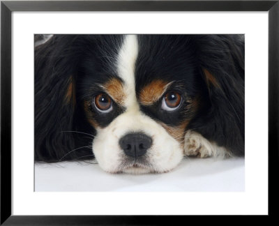 Cavalier King Charles Spaniel, Tricolour, Portrait by Petra Wegner Pricing Limited Edition Print image