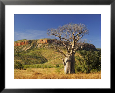 Boab Tree And Cockburn Ranges, Kimberley, Western Australia, Australia, Pacific by Schlenker Jochen Pricing Limited Edition Print image