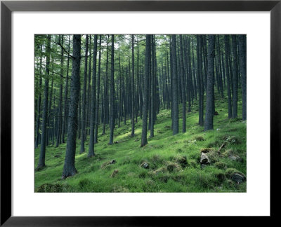 Tree Patterns, Burtness Wood, Lake District, Cumbria, England, United Kingdom by Neale Clarke Pricing Limited Edition Print image