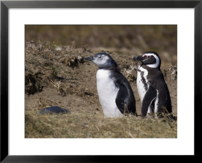 Magellanic Penguin Colony, Seno Otway, Patagonia, Chile, South America by Sergio Pitamitz Pricing Limited Edition Print image