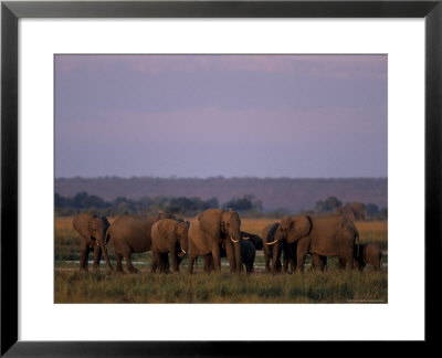 African Elephant, Loxodonta Africana, Chobe River, Chobe National Park, Botswana, Africa by Thorsten Milse Pricing Limited Edition Print image