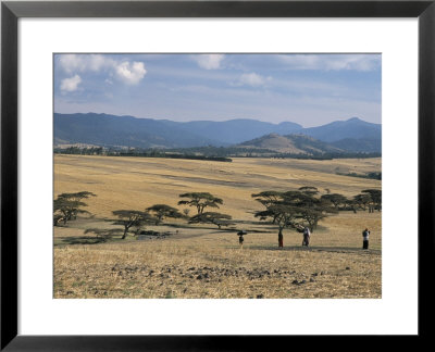 Acacia Trees On High Grasslands In Front Of Bale Mountains, Southern Highlands, Ethiopia, Africa by Tony Waltham Pricing Limited Edition Print image
