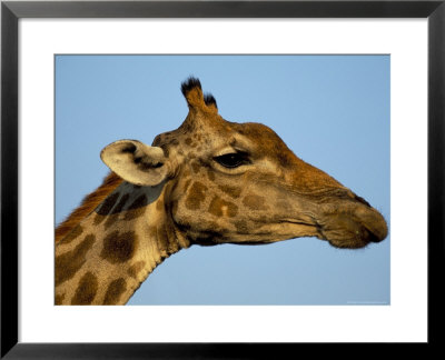 Head Of A Giraffe (Giraffa Camelopardalis), South Africa, Africa by Steve & Ann Toon Pricing Limited Edition Print image